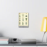Framed botanical culpeper print on a wall above a desk with books and a lamp.
