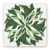 Calathea White Fusion Canvas Print – Botanical Wall Art
