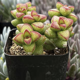 Crassula brevifolia plant in a black pot with a blurred background