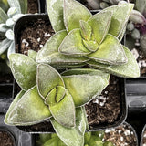 Crassula 'Springtime' plant in a pot with a blurred background of other plants