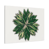 Stromanthe Triostar Canvas Print – Botanical Wall Art