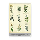 Illustration of various plants from Culpeper's Complete Herbal on a beige background