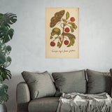 Cerasus Major with Moth and Caterpillar, Colorized Botanical Engraving