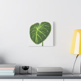 Philodendron Gloriosum Canvas Print – Botanical Wall Art