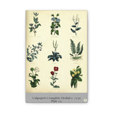 Culpeper’s Complete Herbal c.1750, Plate 15 Botanical Engraving Reproduction on Canvas