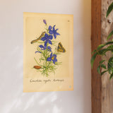 Consolida regalis hortensis (Field Larkspur) with Butterfly, Colorized Reproduction from Erucarum Ortus (1717)