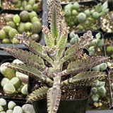 Spiky Kalanchoe delagoensis aka Mother of Millionsplant in a pot with other plants in the background