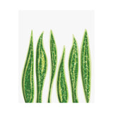 Snake Plant Botanical Print – Unframed Wall Art
