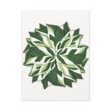 Calathea White Fusion Canvas Print – Botanical Wall Art