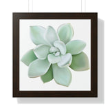 Pachyveria Haagei Succulent Framed Print – Botanical Wall Art