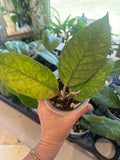 Hoya Aceh Rhino