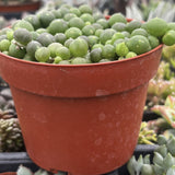 Curio rowleyanus aka String of Pearlsplant in a red pot with blurred background