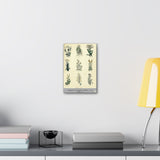 Botanical Culpepe print on a wall above a desk with books and a lamp.