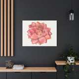 Graptosedum California Sunset Succulent Canvas Print – Botanical Wall Art