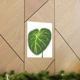 Philodendron Gloriosum Botanical Print – Unframed Wall Art