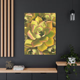 Noble Aeonium Succulent Pattern Canvas Print – Botanical Wall Art