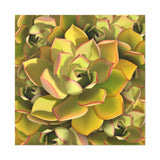 Noble Aeonium Succulent Pattern Canvas Print – Botanical Wall Art