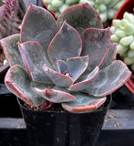 Echeveria 'Moon Dust Rose' plant with pink and green leaves