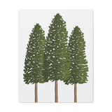 Ponderosa Pine Canvas Print – Wall Art