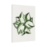 Manjula Pothos Canvas Print – Botanical Wall Art