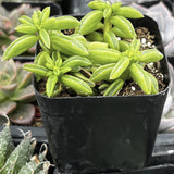 Small Peperomia axillaris plant in a black pot with blurred background