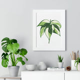 Philodendron Cream Splash Framed Print – Botanical Wall Art