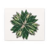 Stromanthe Triostar Canvas Print – Botanical Wall Art