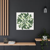 Calathea White Fusion Canvas Print – Botanical Wall Art