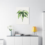 Philodendron Cream Splash Canvas Print – Botanical Wall Art