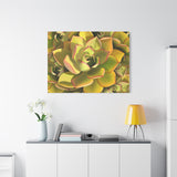 Noble Aeonium Succulent Pattern Canvas Print – Botanical Wall Art