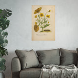 Ranunculus dulcis (Sweet Buttercup) with Butterfly, Colorized Reproduction from Erucarum Ortus (1717), GoGardenNow Exclusive