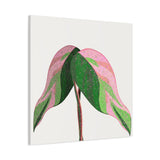 Pink Princess Philodendron Canvas Print – Botanical Wall Art