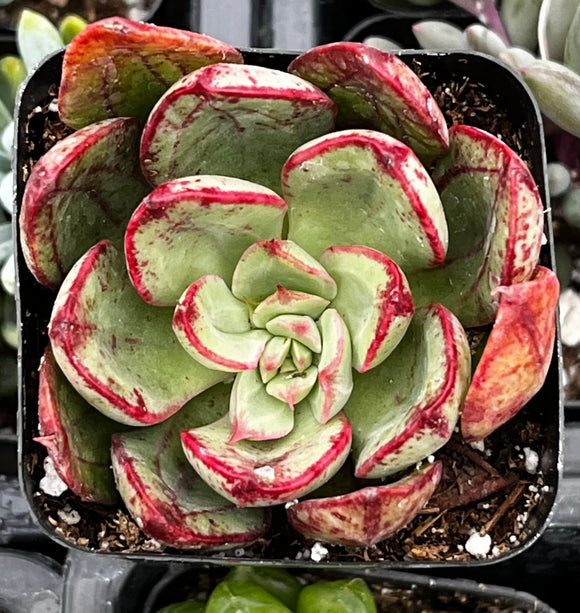 Echeveria 'Ana Lu' with green and red leaves in a pot