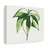 Philodendron Cream Splash Canvas Print – Botanical Wall Art