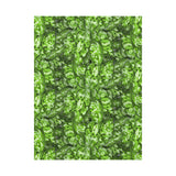 Aglaonema Pictum Canvas Print – Botanical Wall Art