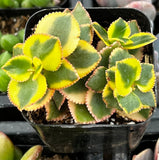Variegated Crassula sarmentosa plant in a black pot.