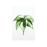Philodendron Cream Splash Botanical Print – Unframed Wall Art