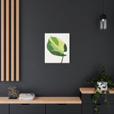 Manjula Pothos Illustrated Canvas Print – Botanical Wall Art