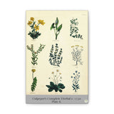 Culpeper’s Complete Herbal c.1750, Plate 6 Botanical Engraving Reproduction
