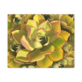 Noble Aeonium Succulent Pattern Canvas Print – Botanical Wall Art