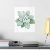 Pachyveria Haagei Succulent Botanical Print – Unframed Wall Art