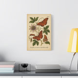 Passionflower with Gulf Fritillary, Vintage-style Botanical Illustration on Canvas