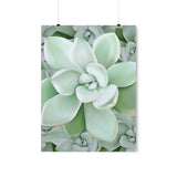 Pachyveria Haagei Succulent Pattern Botanical Print – Unframed Wall Art