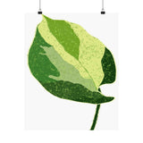Manjula Pothos Illustrated Botanical Print – Unframed Wall Art