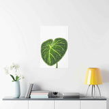 Philodendron Gloriosum Botanical Print – Unframed Wall Art