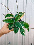 Hoya Tricolor 'Krimson Queen'