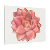 Graptosedum California Sunset Succulent Canvas Print – Botanical Wall Art