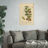 Fructus grossulariae spinosae, Colorized Gooseberry Botanical Engraving