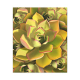 Noble Aeonium Succulent Pattern Canvas Print – Botanical Wall Art