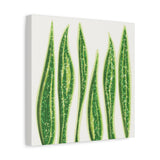 Snake Plant Canvas Print – Botanical Wall Art